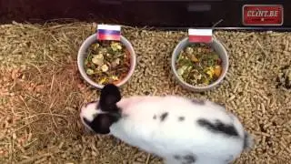 Rusland wint overtuigend