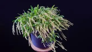 Specklinia gracillima (formerly Pleurothallis gracillima) - Meeson orchids