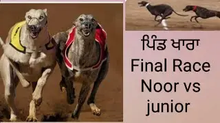 Greyhound dog final Race #dogracing 