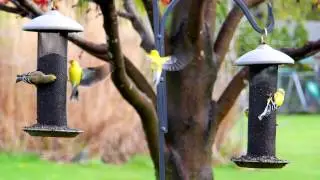 May 1st, Yellow Finches feeding