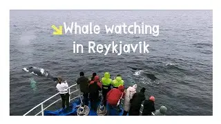 October 2024 | Whale Watching in Reykjavik, Iceland