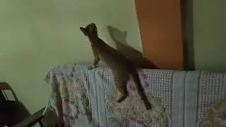 kittens try to hunt danger insect 🐈💞🙀🦟🙀💞🐈👍 #kittens #love #danger #insects 