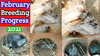 Breeding Progress Result Of My Zebra Finch Colony Setup February 2021| Mushtaq Birds Academy