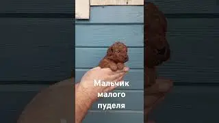 #пудель #питомник #щенки #малый #собака #family #puppy #вео #собаки #гдр #животные