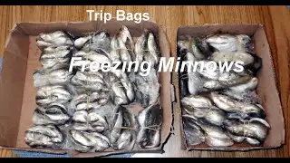 MINNOW FREEZING