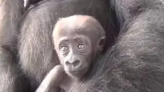 Philadelphia Zoo's Adorable Gorilla Continues to Grow and Develop
