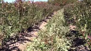 How to Prune Blueberry Bushes - Expert Blueberry Farmer Advice