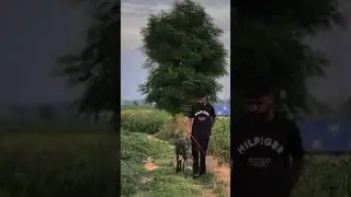 Angara🦁#shortvideo #youtubeshorts #petshub #dog #pakistanibully #viralvideo #animals #cutepets #fyp