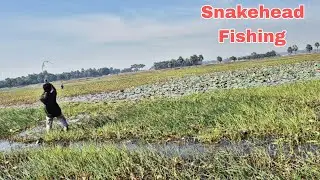Snakehead Fishing Video | कबरा मरल का शिकार #snakeheadfishing