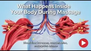 What Happens Inside Your Body During Massage  Inside Human Body Explained