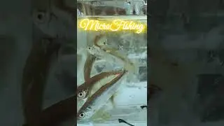 #microfishing