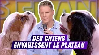 Découvrez les 10 chiens préférés des Français