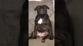 My forever loyal best friend #fyp #shorts #bff #dog #pug #pets #lol #cute