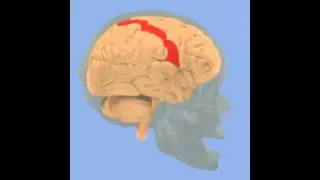 Postcentral Gyrus