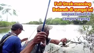 CARA CEPAT MEMANCING IKAN BELANAK UMPAN LUMUT & TEPUNG @BOLO JORAN
