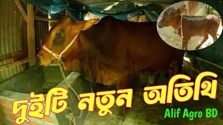 আমাদের বাড়িতে আরো দুইটা নতুন অতিথি!! দাম ১ লাখ ৩৫ হাজার টাকা !!Alif Agro BD
