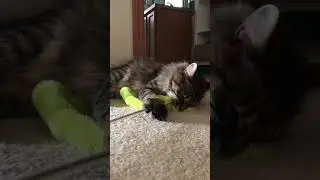 When your cat is in play mode&hellip; 🙀😹😸 #cat #play #shorts
