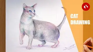 Cute Cat Drawing Step by Step | Colored Pencil Sketch | DivArt
