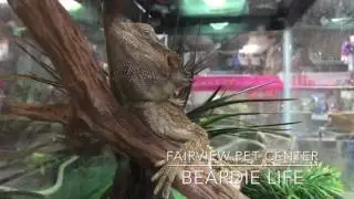 Beardie Life - Fairview Pet Center