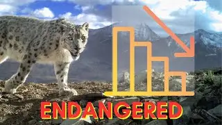 The Most Elusive Big Cat on Earth