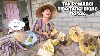 PERDANA BUAH MALAH BUSUK‼️Di rewangi tibo