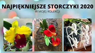 Najpiękniejsze storczyki roku 2020 w mojej kolekcji.