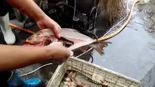 Fish killing Machine, Fish Processing Equipment.