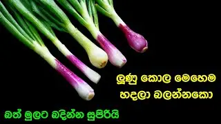 ලූණු කොල තෙල් දාලා | Lunu Kola | Spring Onion & Dried Sprats | @mskitchen3708 