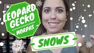 Leopard Gecko Morphs!!! - Mack Snow