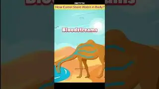 Do camel really store water in hump?  #viral #factyth #shorts