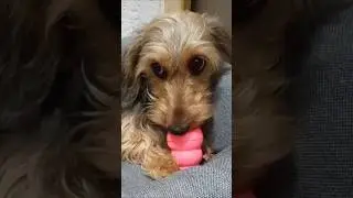 Конг с паштетом или медленное кормление. #taksamatilda #kong #dachshund #такса