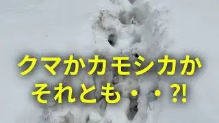 雪原に大型の足跡が・・何コレ⁉ #田舎暮らし #別荘ライフ #里山暮らし #アウトドア#農業 #野生動物 #イノシシ #農作物被害 #アウトドア#農業