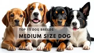 Top 15 Medium Dog Breeds: Smart, Loyal & Family-Friendly.