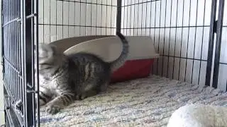 BILLY SUE VID; #21857285