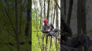Professional tree care #arborist #climbing #tree #nicework