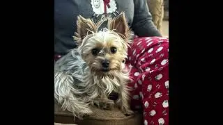 Mia's Life 038 | Yorkie | #shorts #pets