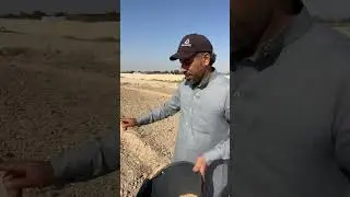 طريقة زراعة بعض الحشائش