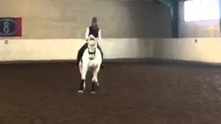For SALE! Grand PRIX STALLION