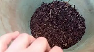 Cosecha de la vermicompostera para realizar humus l&iacute;quido de Lombriz