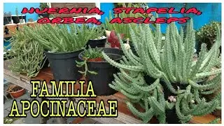 Família Apocinaceae, Huernia, Stapelia, Ascleps, Orbea , ATUALIZAÇÃO..