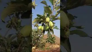 hot climate Apple farming in maharastra hrmn99