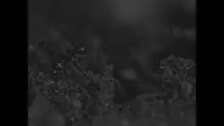 Welum: Sannindi - An Ode to Death of Nature