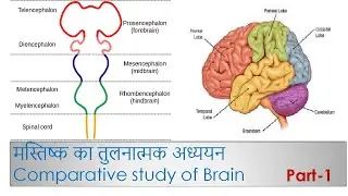 Comparative study of Brain Part-1