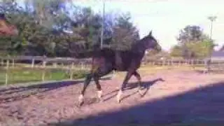 Veulen  Merrie Bodyguard x Goodtimes