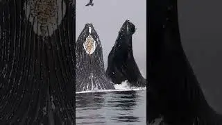 Ocean Whale #SHORTS