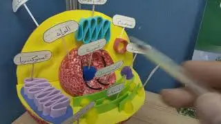 خلاصة التركيب العام للخلية  ( وظائف العضيات)-علوم البيئة - الصف الثانى عشر _كامبرج سلطنة عمان
