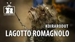 Koirat: Lagotto Romagnolo eli tryffelikoira