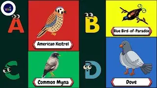 ABC Bird Song🐦 | Bird Alphabet Song for Kids | Learn Bird Names from A to Z | #abcd #kids