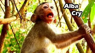 Alba Cry Loudly Scare Lose Mum Anna | Alba Cries Terrible Alone