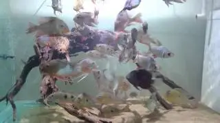 Geophagus tank